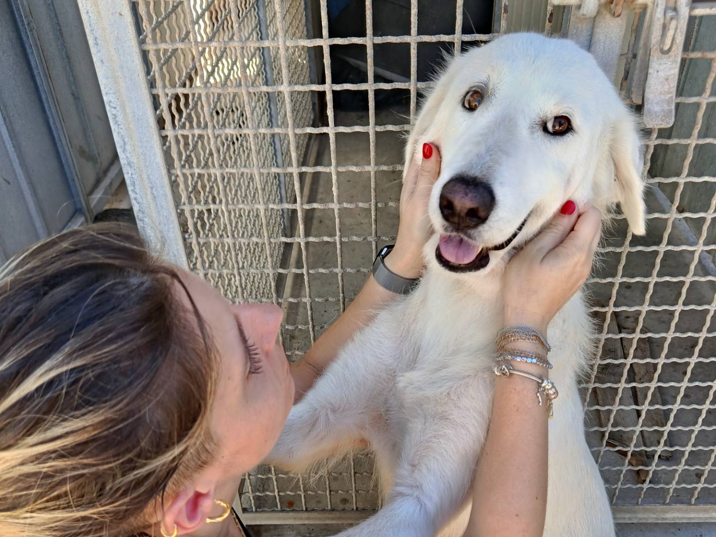 Adotta il cane Bianca a Trapani