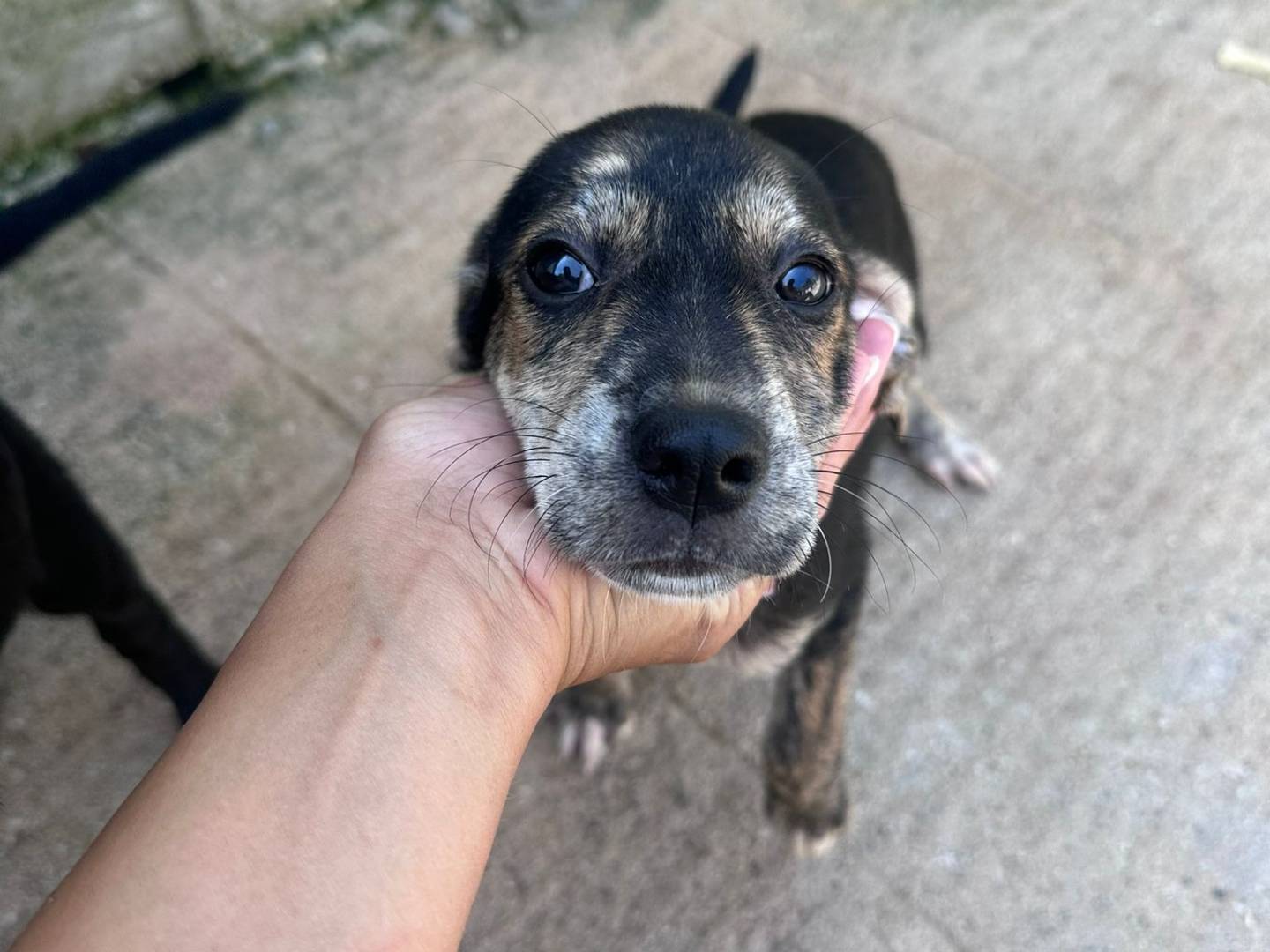 Adozione cane, femmina, Razza sconosciuta Razza sconosciuta, 3 mesi, taglia media, Avellino