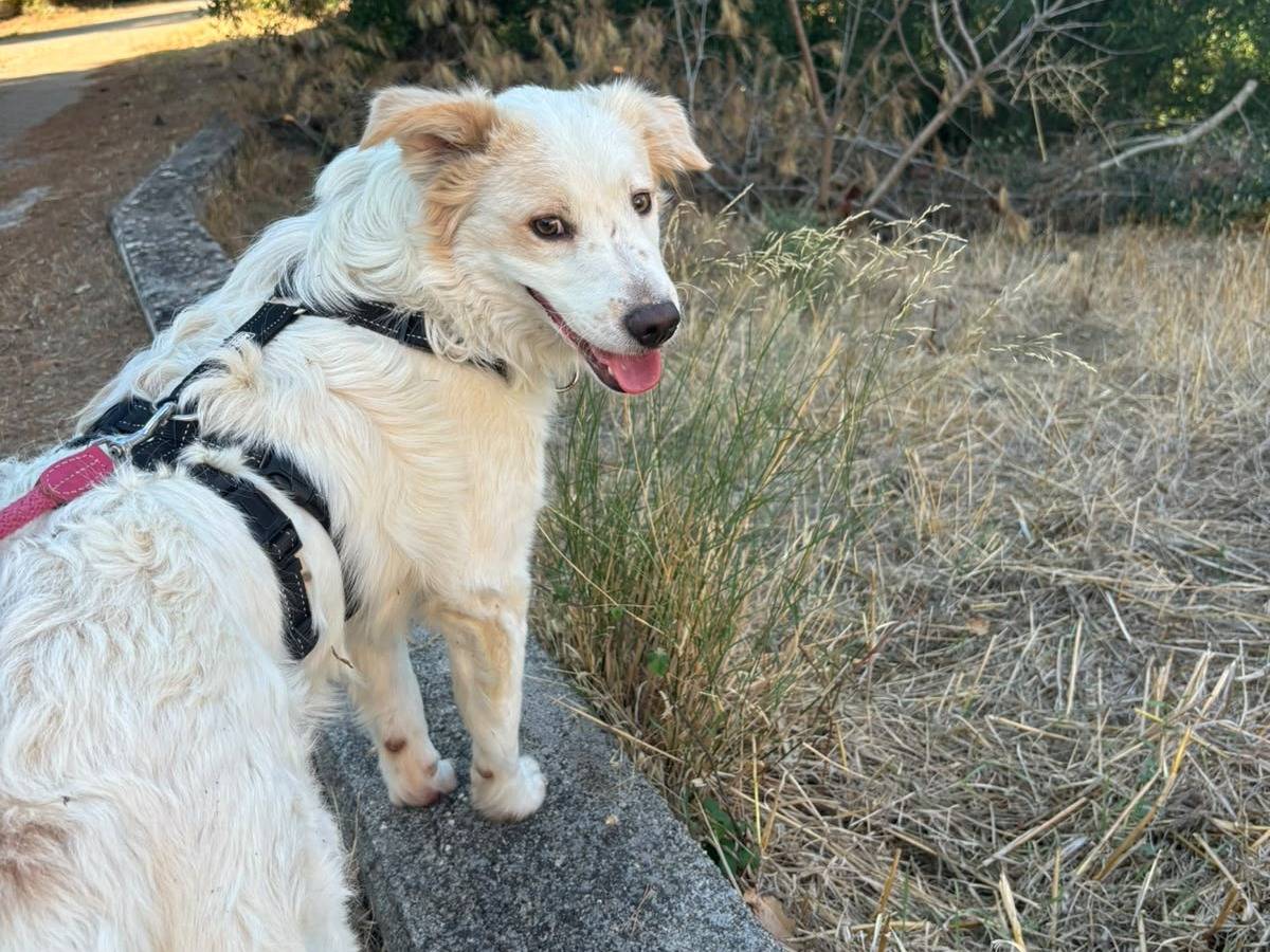 Adozione cane, maschio, Razza sconosciuta Razza sconosciuta, 1 anno e 1 mese, taglia media, Bari