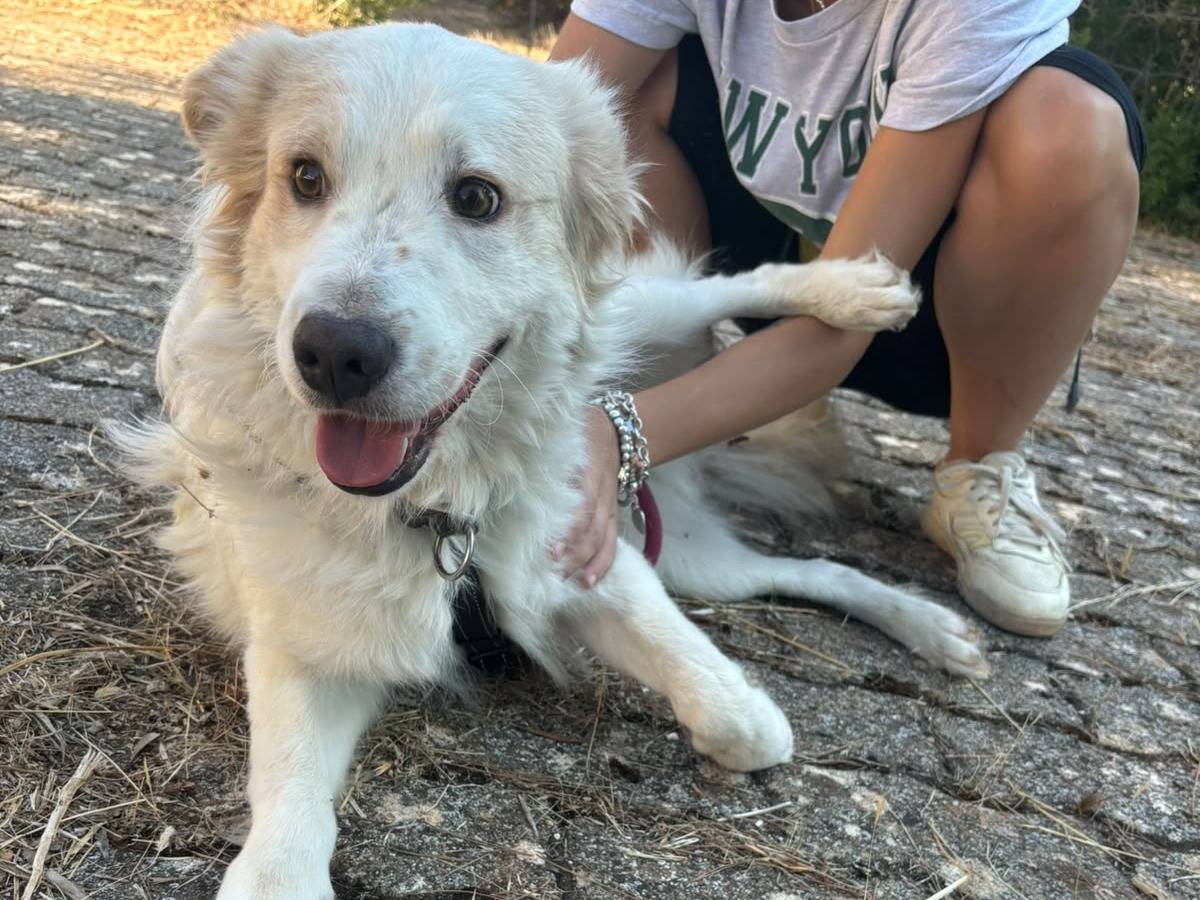 Adotta un cane, maschio, 1 anno e 1 mese, Bari