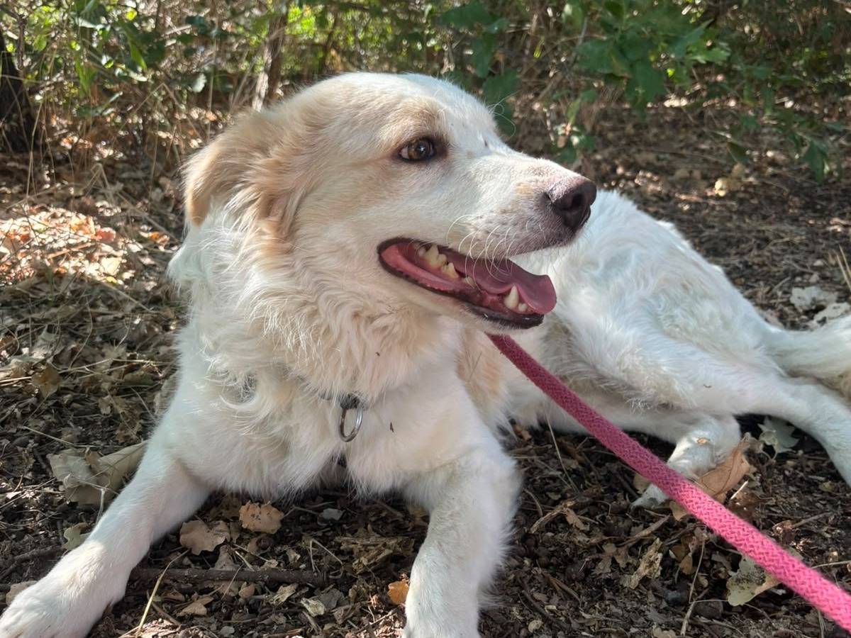 Adotta un cane, taglia media, maschio, Bari