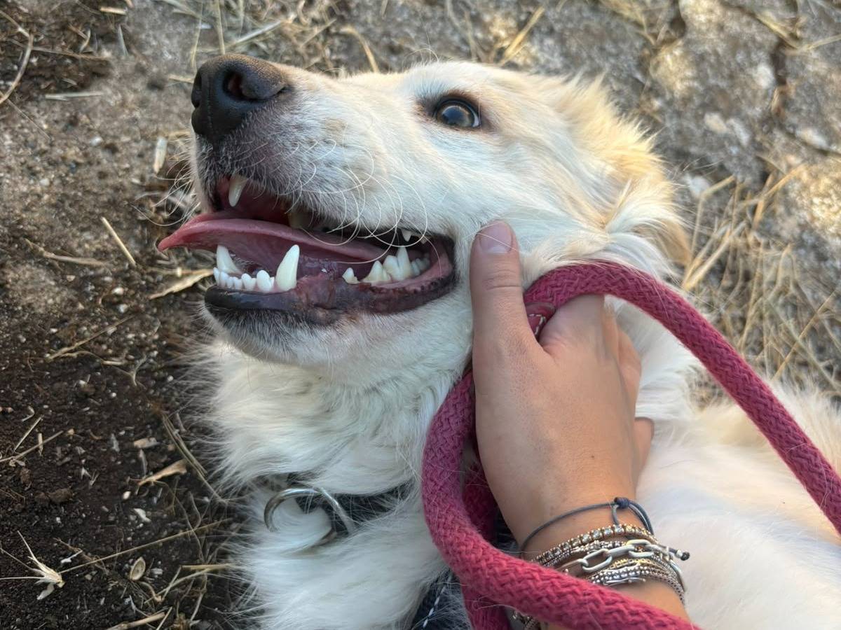 Vuoi adottare un cane a Bari?