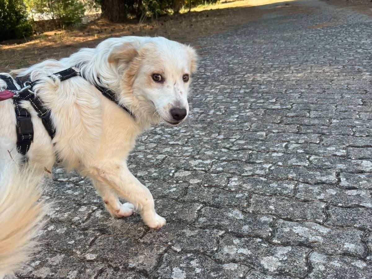 Adotta il cane Lollo a Bari