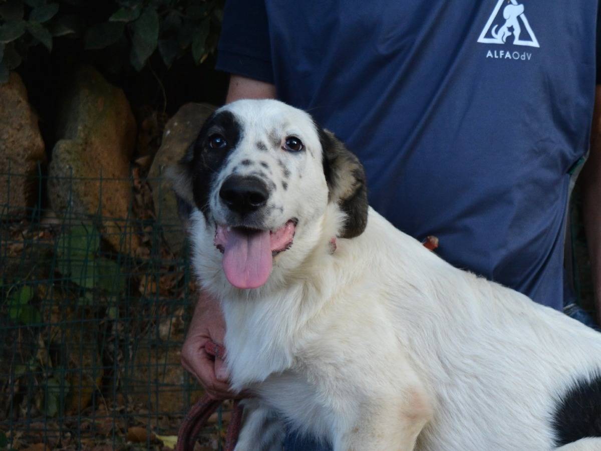 Adozione cane, femmina, Razza sconosciuta Razza sconosciuta, 6 mesi, taglia media, Roma