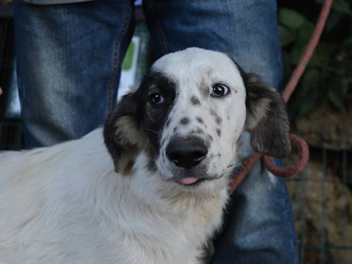 Adotta un cane, femmina, 6 mesi, Roma