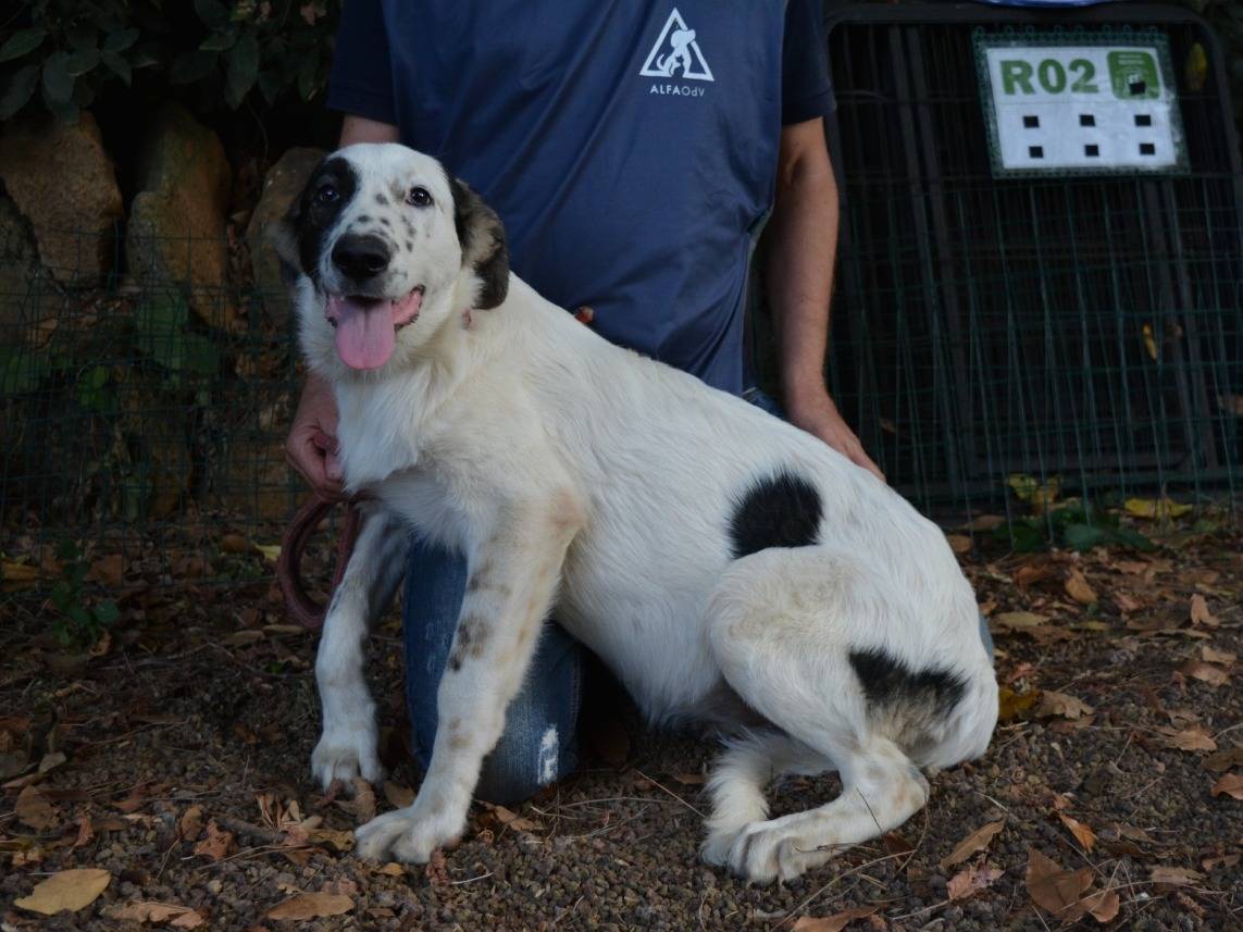 Adotta un cane, taglia media, femmina, Roma