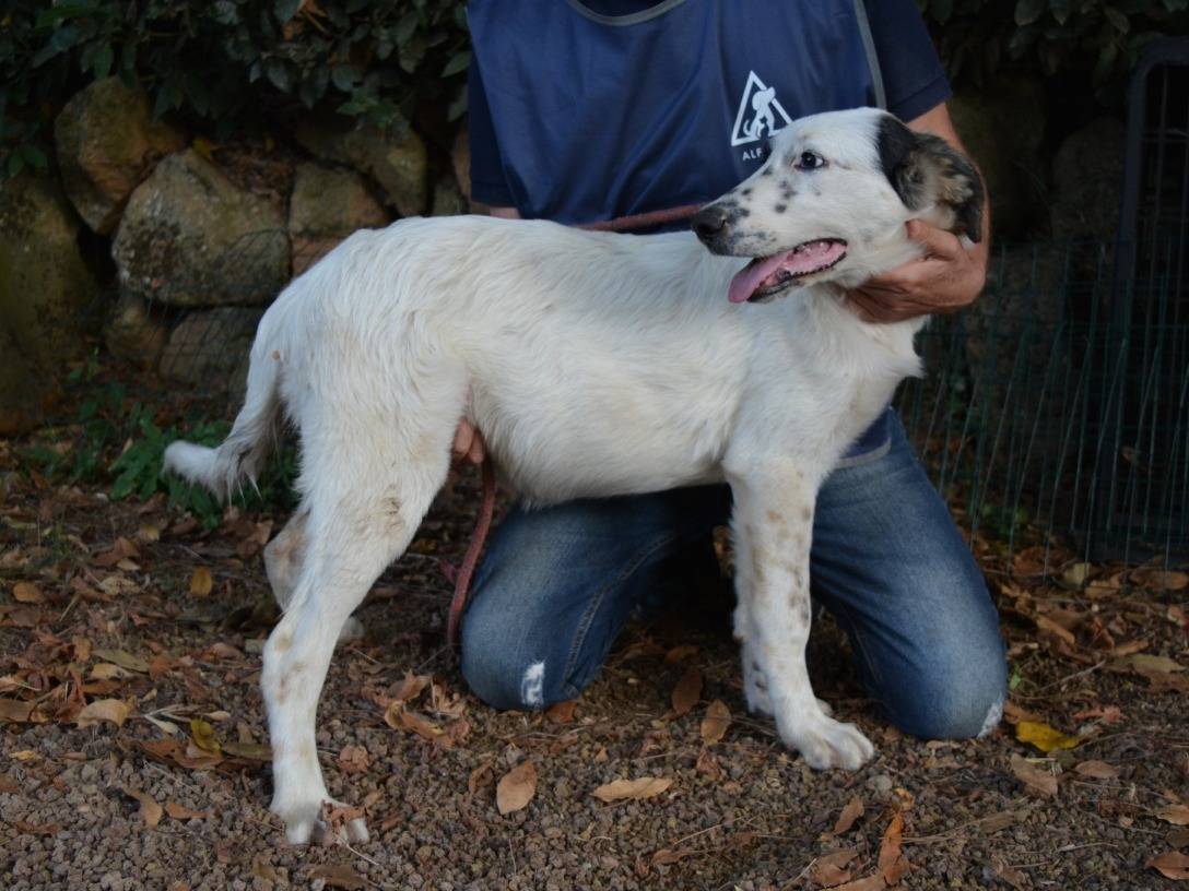 Vuoi adottare un cane a Roma?