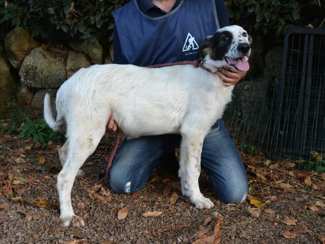 Adotta il cane Sabryna a Roma