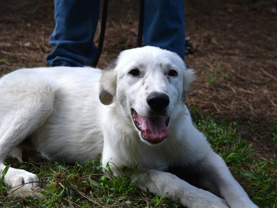 Adozione cane, femmina, Razza sconosciuta Razza sconosciuta, 6 mesi, taglia media, Roma