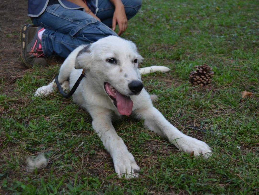 Adotta un cane, femmina, 6 mesi, Roma