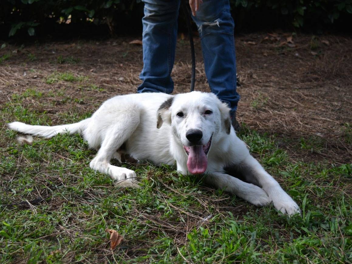 Adotta un cane, taglia media, femmina, Roma