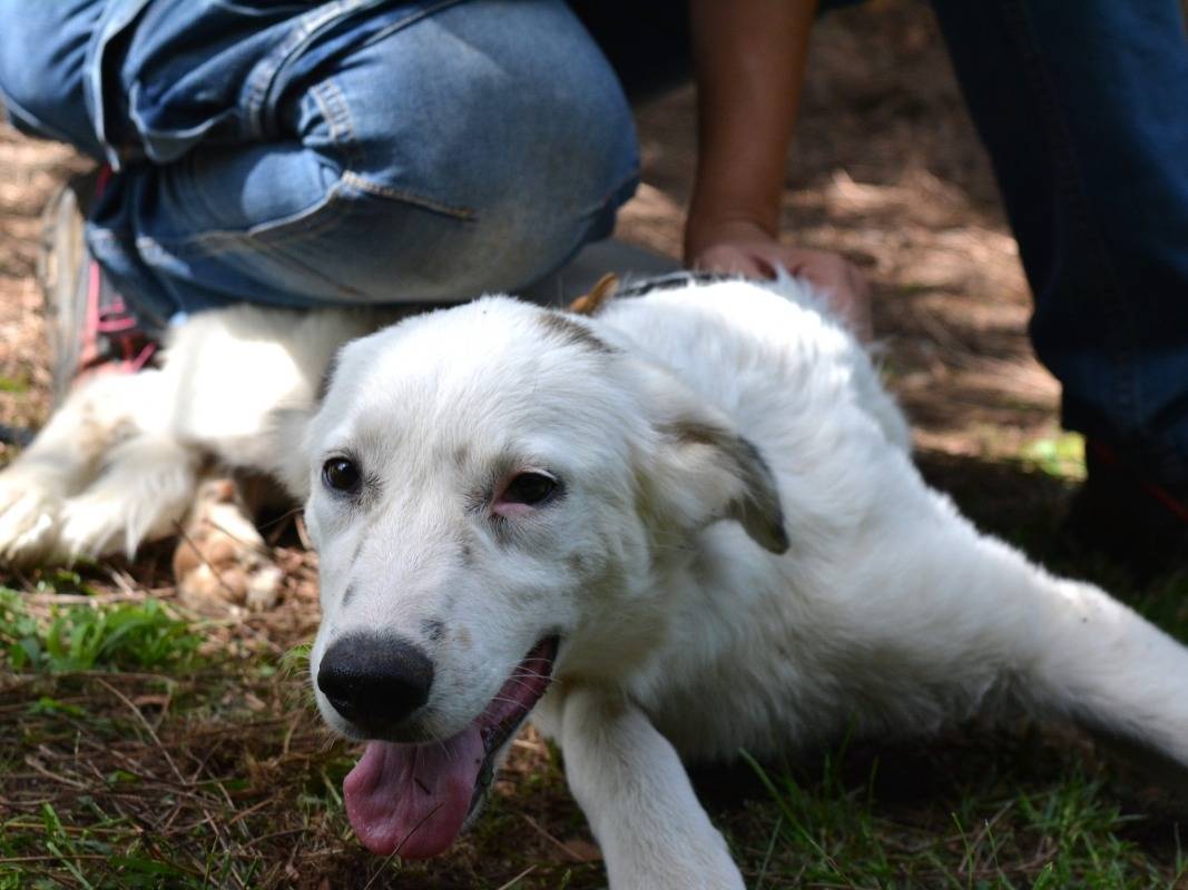 Vuoi adottare un cane a Roma?