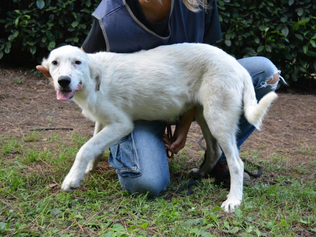 Adotta il cane Sorea a Roma