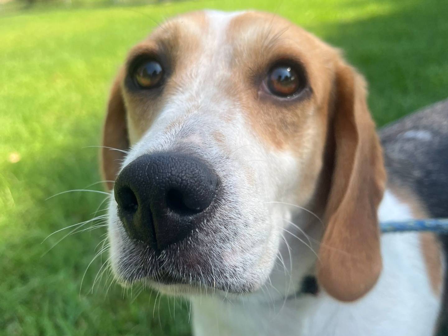 Adozione cane, femmina, Beagle  Razza sconosciuta, 2 anni e 2 mesi, taglia piccola, Milano