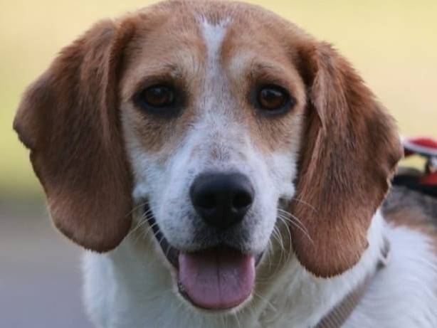 Adotta un cane, femmina, 2 anni e 2 mesi, Milano