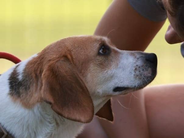 Adotta un cane, taglia piccola, femmina, Milano