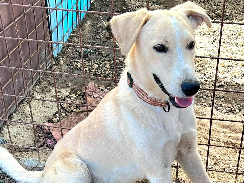 Adozione cane, maschio, Razza sconosciuta Razza sconosciuta, 1 anno e 4 mesi, taglia media, Palermo