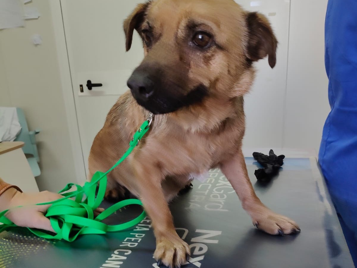 Adotta un cane, taglia piccola, femmina, Crotone