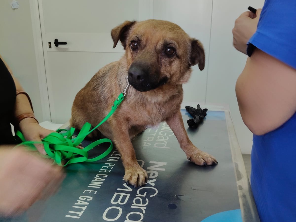 Adotta il cane DORA a Crotone