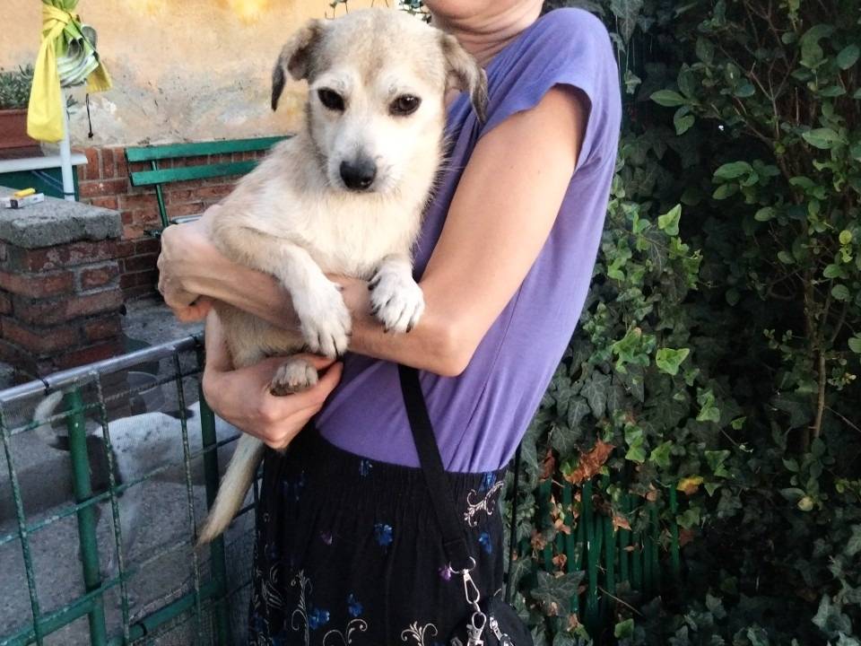 Adotta un cane, maschio, 2 anni e 1 mese, Udine