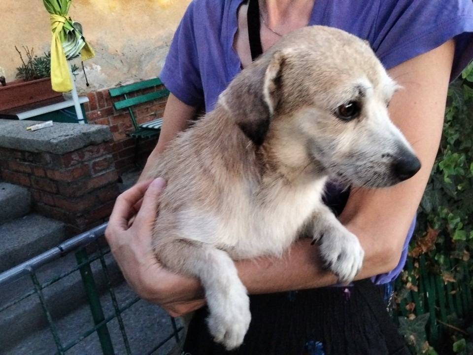 Adotta un cane, taglia piccola, maschio, Udine