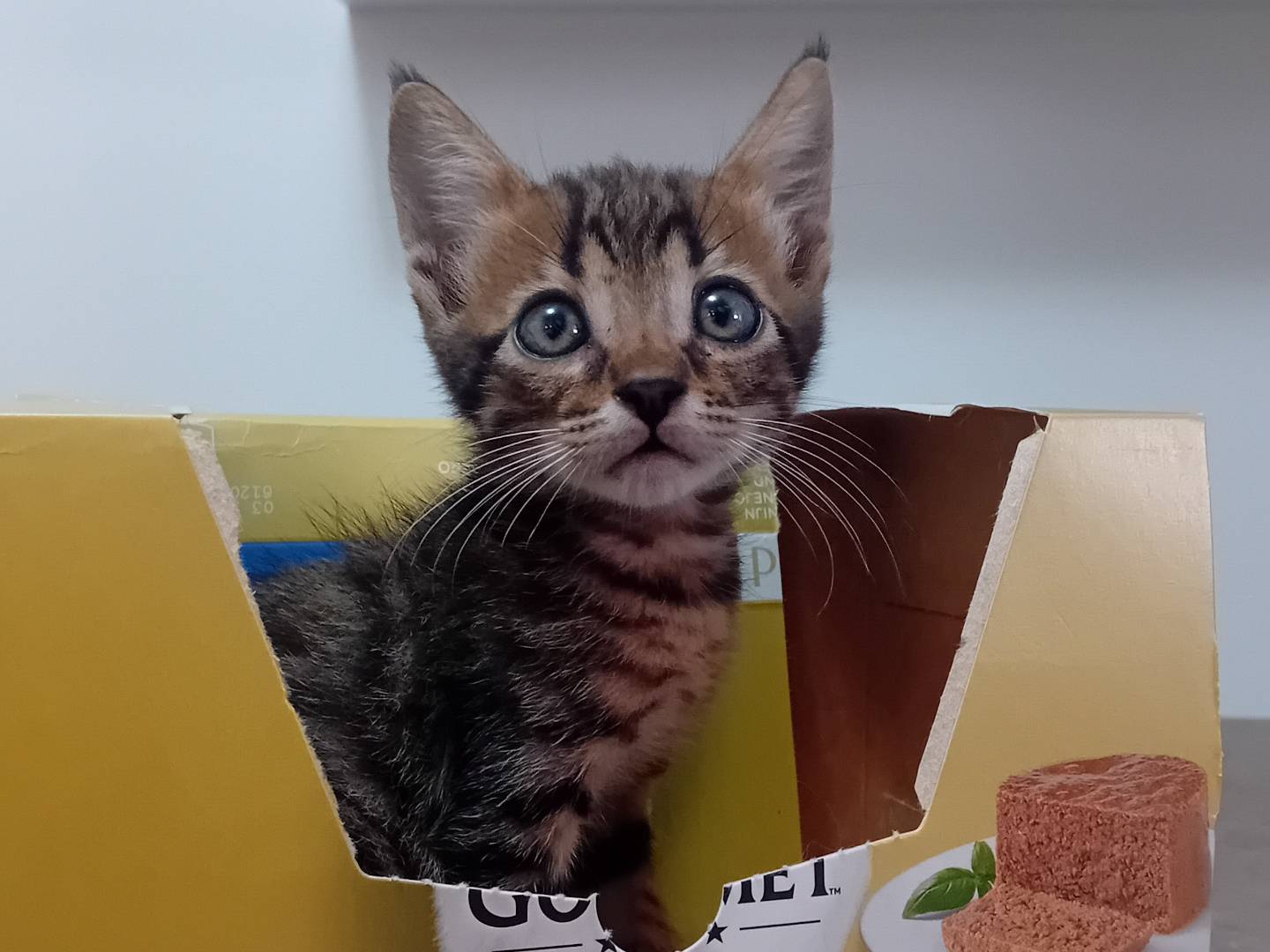 Adozione gatto, maschio, Razza sconosciuta Razza sconosciuta, 2 mesi, taglia non valida, Latina