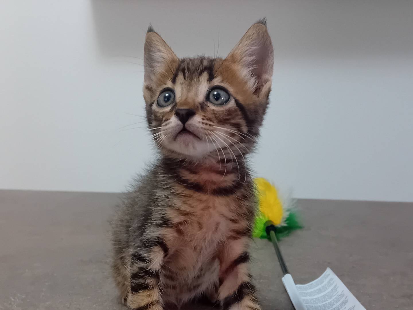 Adotta un gatto, maschio, 2 mesi, Latina