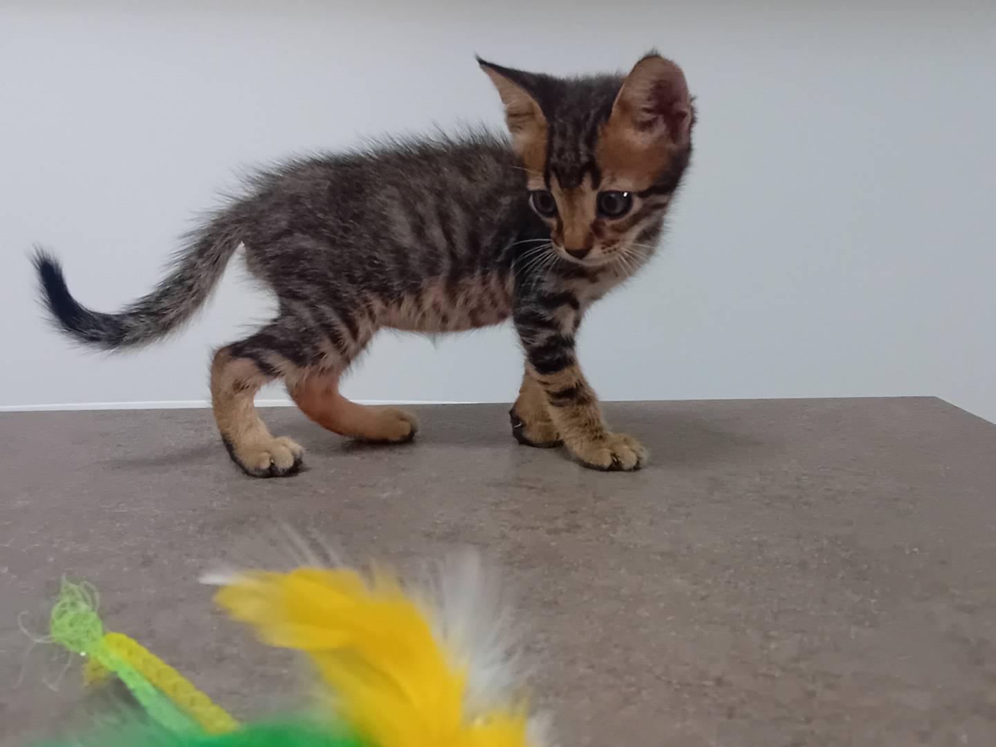 Adotta un gatto, taglia non valida, maschio, Latina