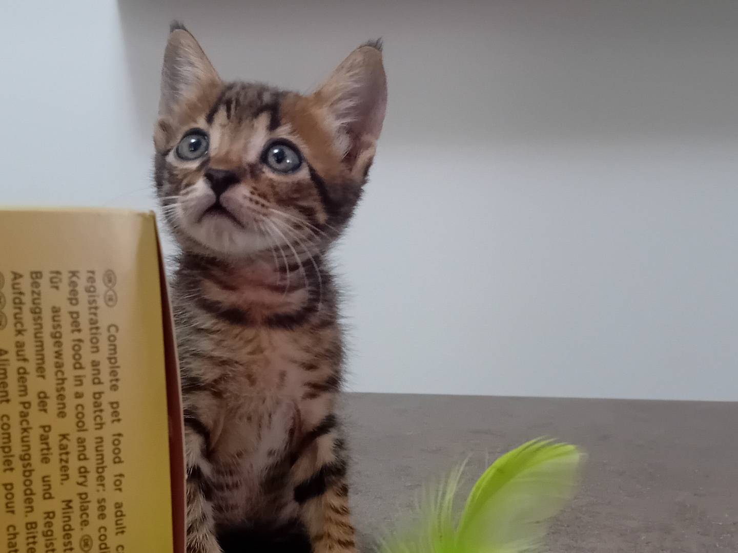 Vuoi adottare un gatto a Latina?