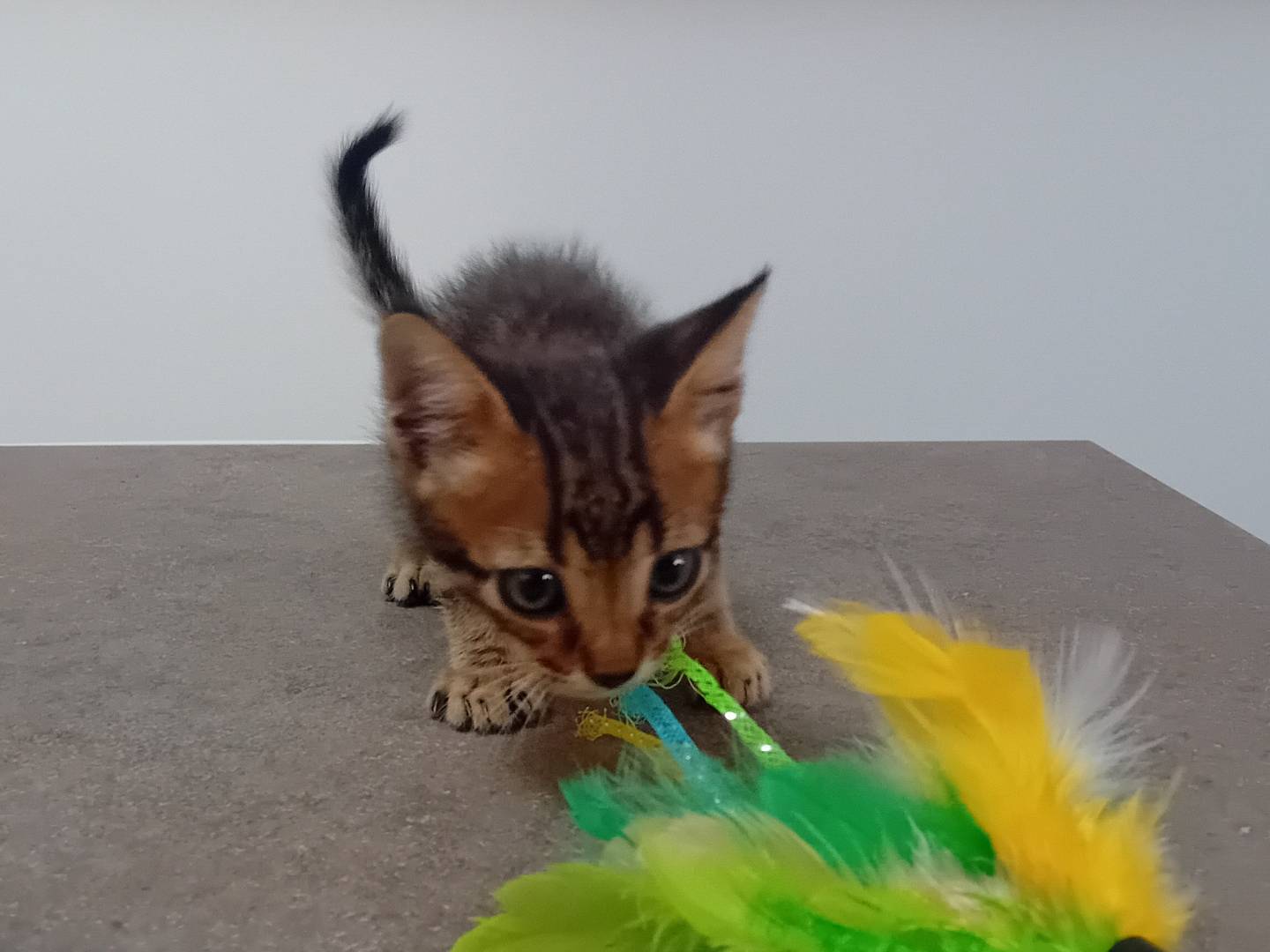 Adotta il gatto VITUCCIO a Latina
