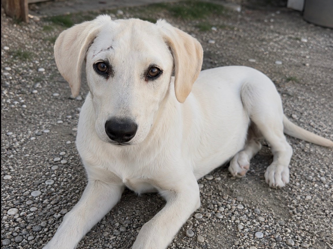 Adozione cane, femmina, Razza sconosciuta Razza sconosciuta, 7 mesi, taglia media, Genova