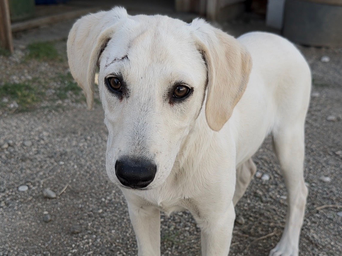 Adotta un cane, femmina, 7 mesi, Genova