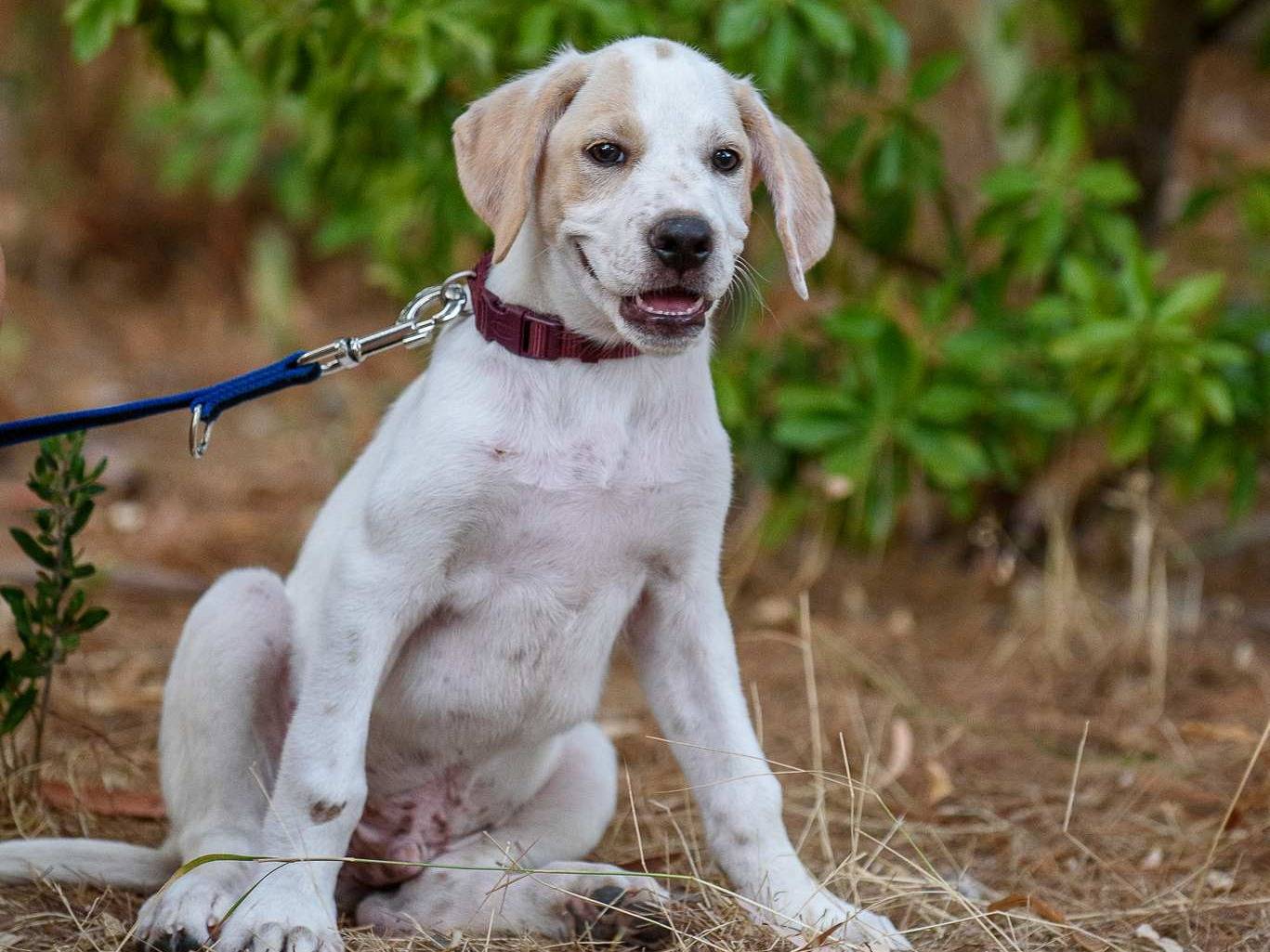 Vuoi adottare un cane a Bergamo?