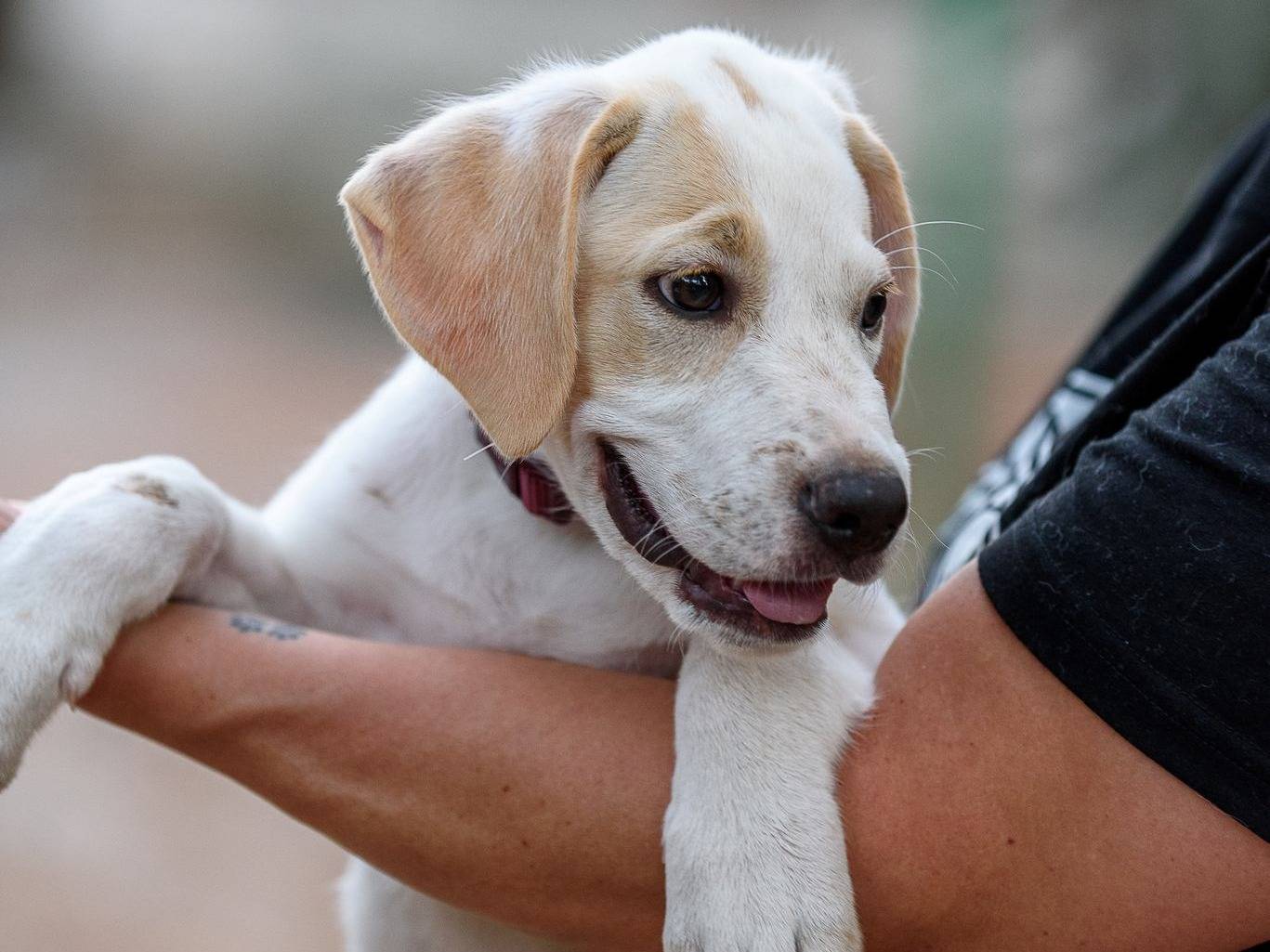Adozione cane, maschio, Pointer Razza sconosciuta, 4 mesi, taglia grande, Bergamo