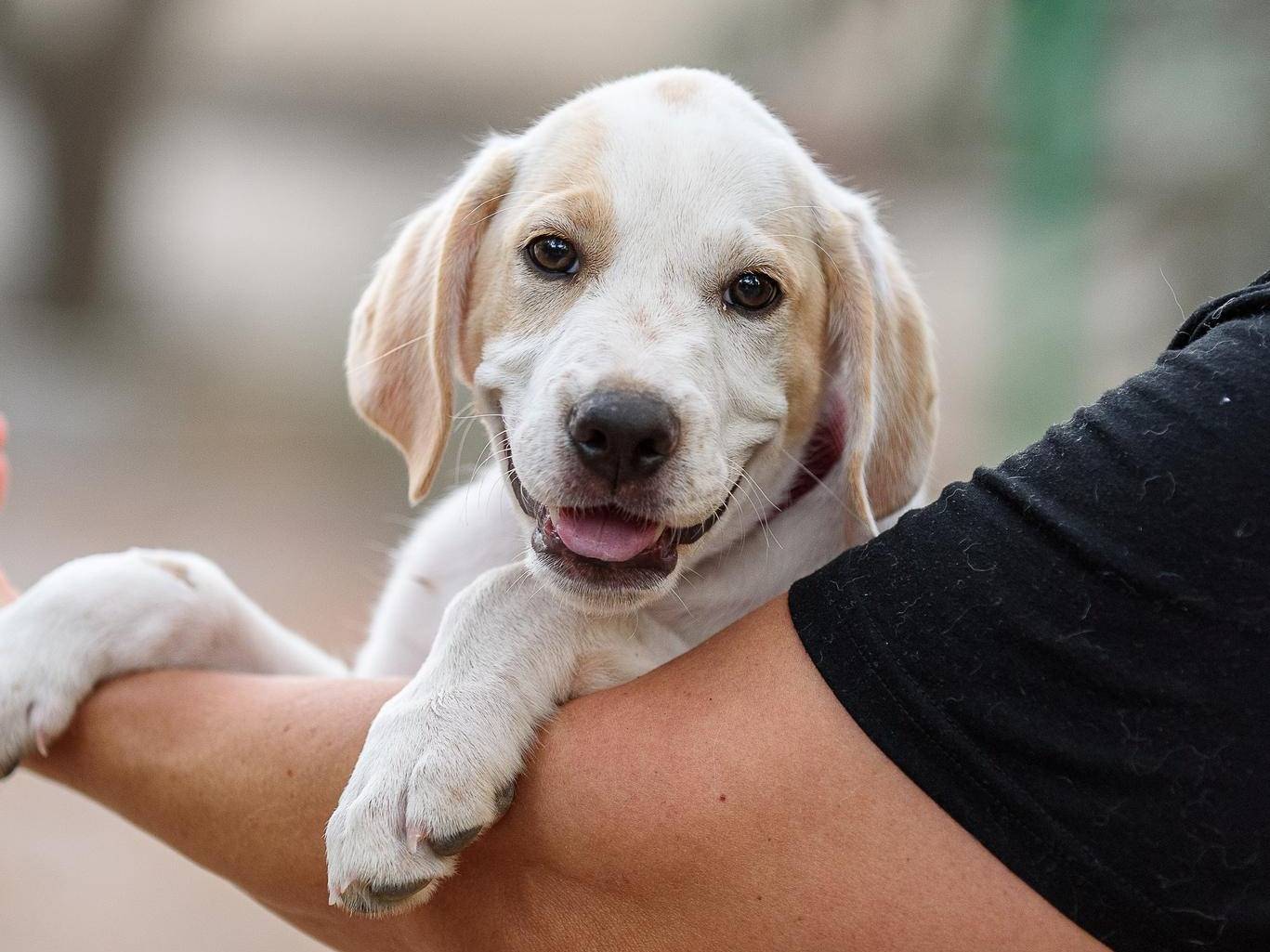 Adotta un cane, maschio, 4 mesi, Bergamo