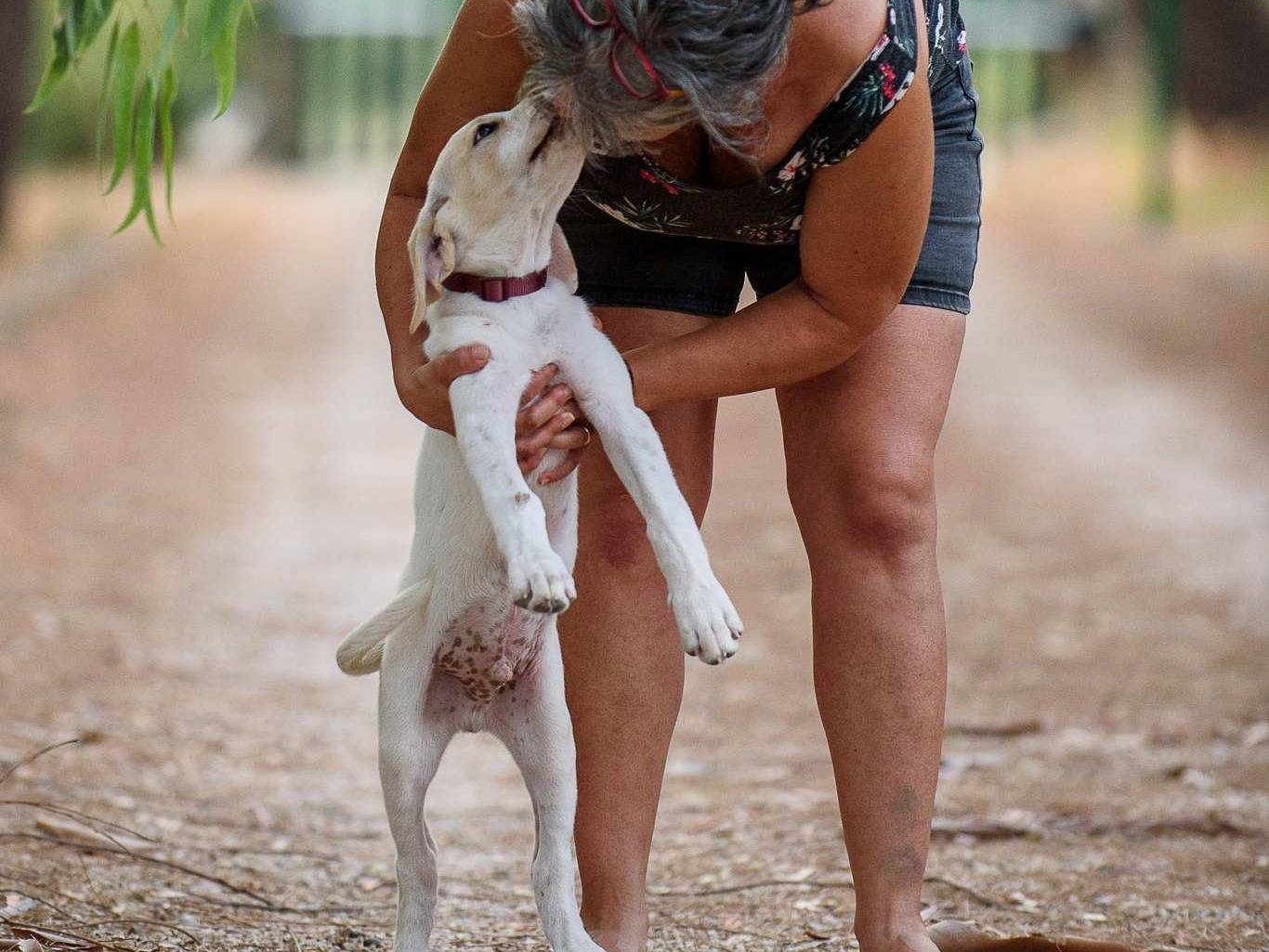 Adotta il cane Dustin  a Bergamo