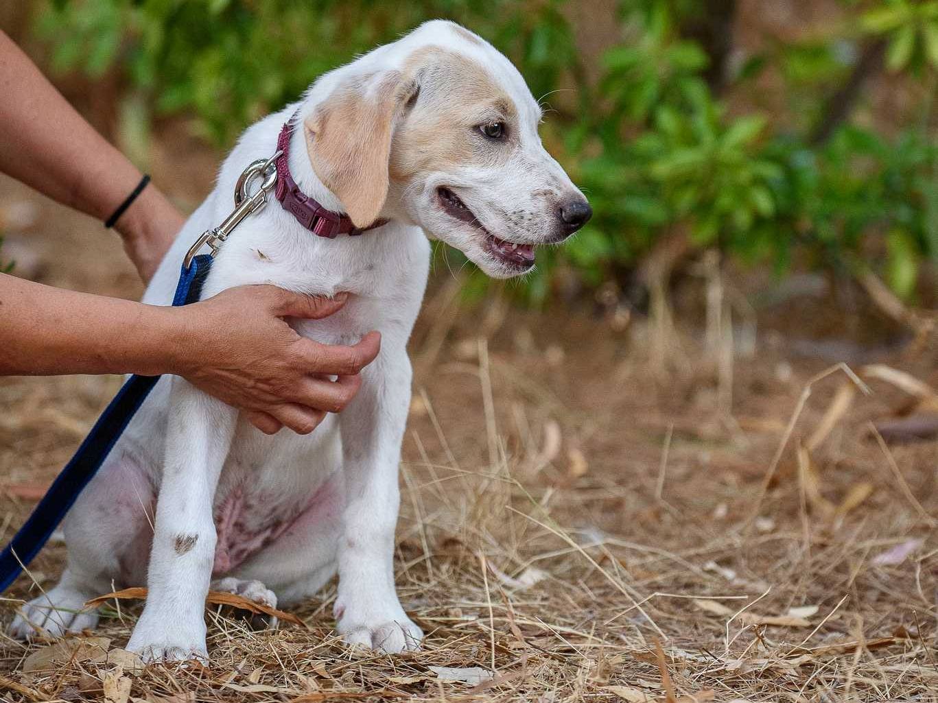 Adotta un cane, taglia grande, maschio, Bergamo