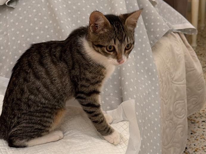 Adozione gatto, femmina, Razza sconosciuta Razza sconosciuta, 4 mesi, taglia non valida, Salerno