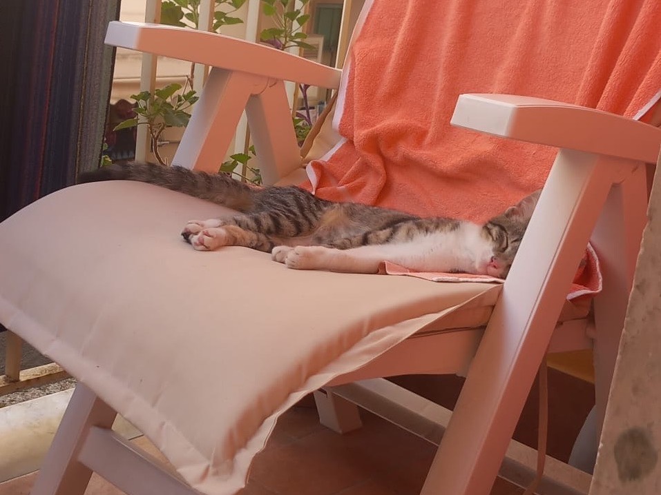 Adotta un gatto, femmina, 4 mesi, Salerno
