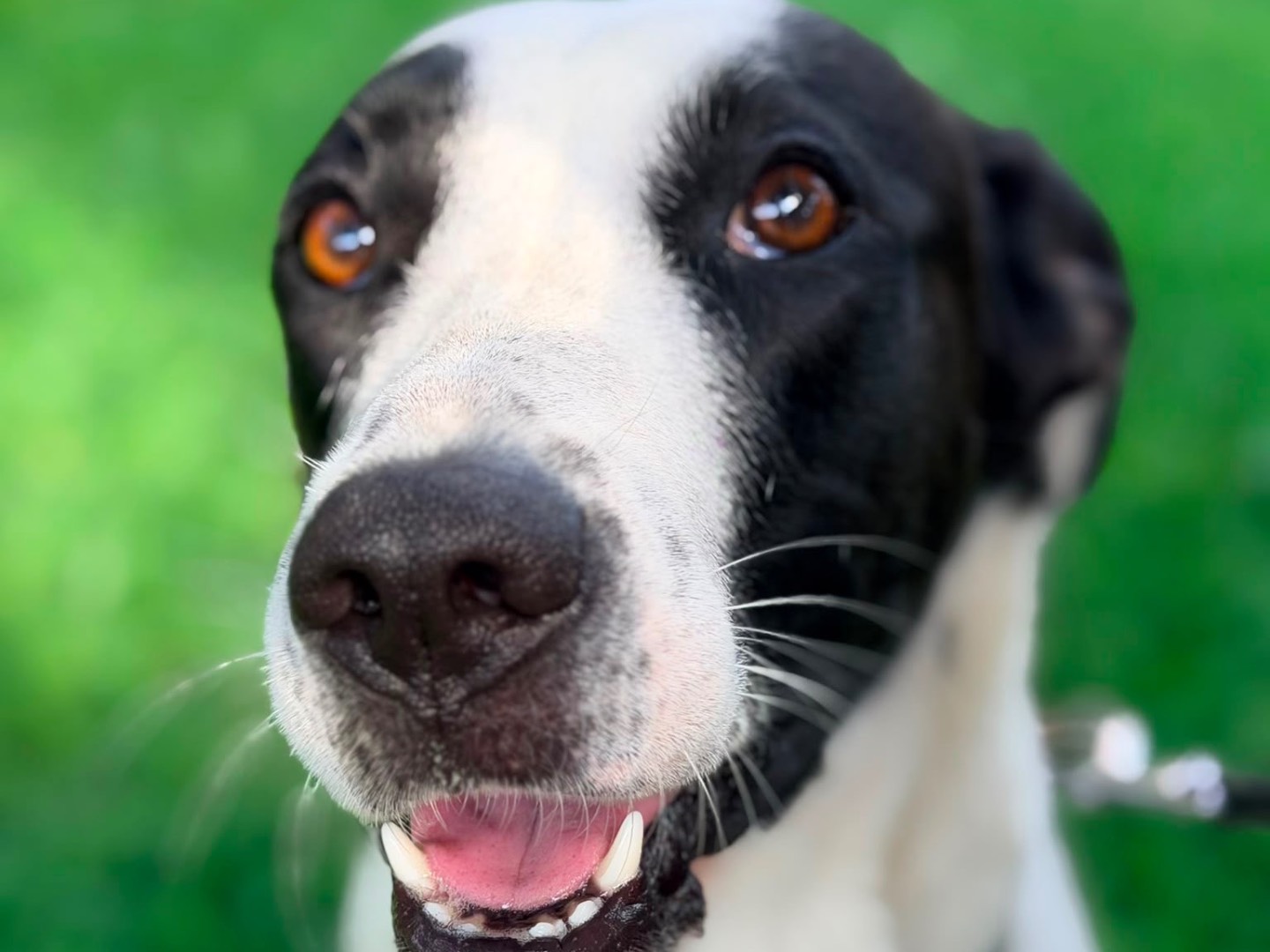 Adotta un cane, femmina, 1 anno e 11 mesi, Milano