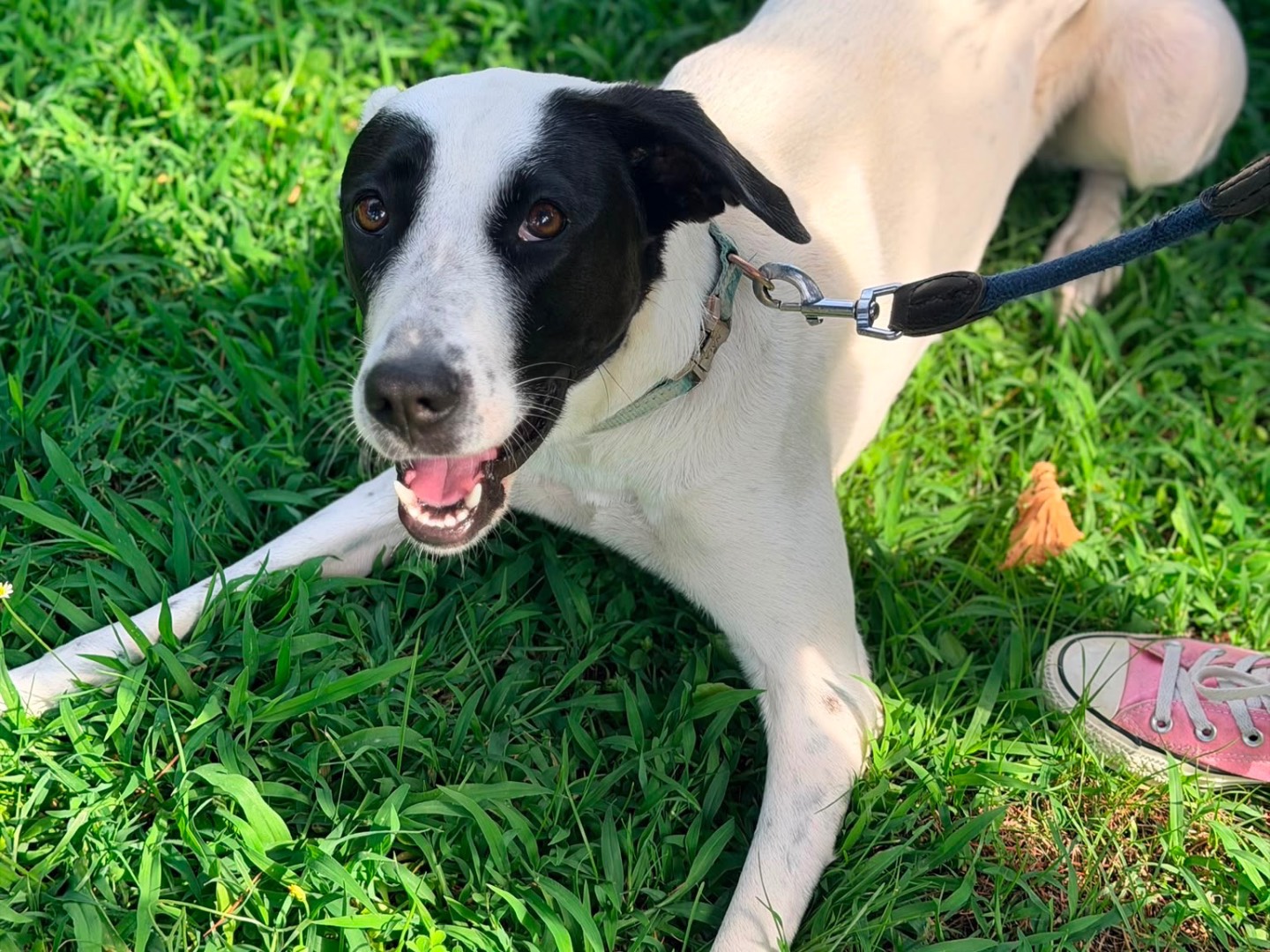 Adotta un cane, taglia media, femmina, Milano