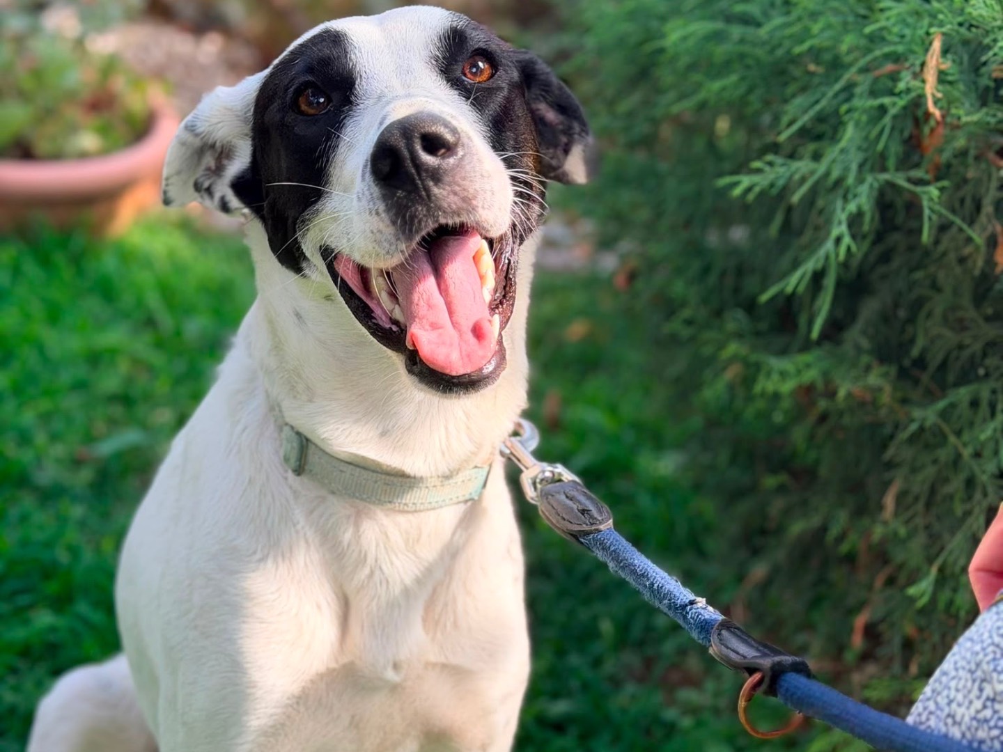 Adozione cane, femmina, Labrador Retriever Pointer, 1 anno e 11 mesi, taglia media, Milano
