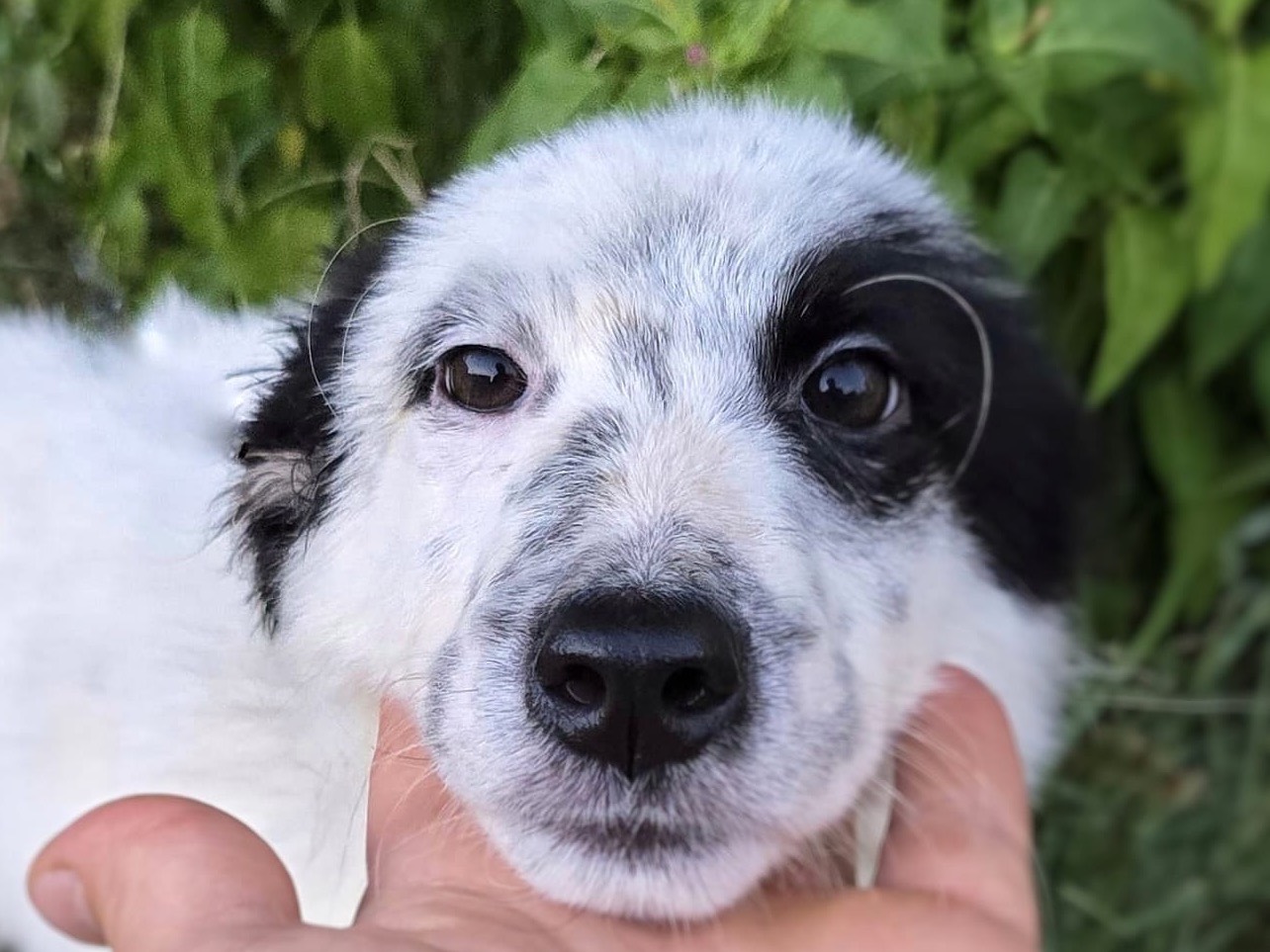 Adozione cane, maschio, Razza sconosciuta Razza sconosciuta, 3 mesi, taglia media, Crotone