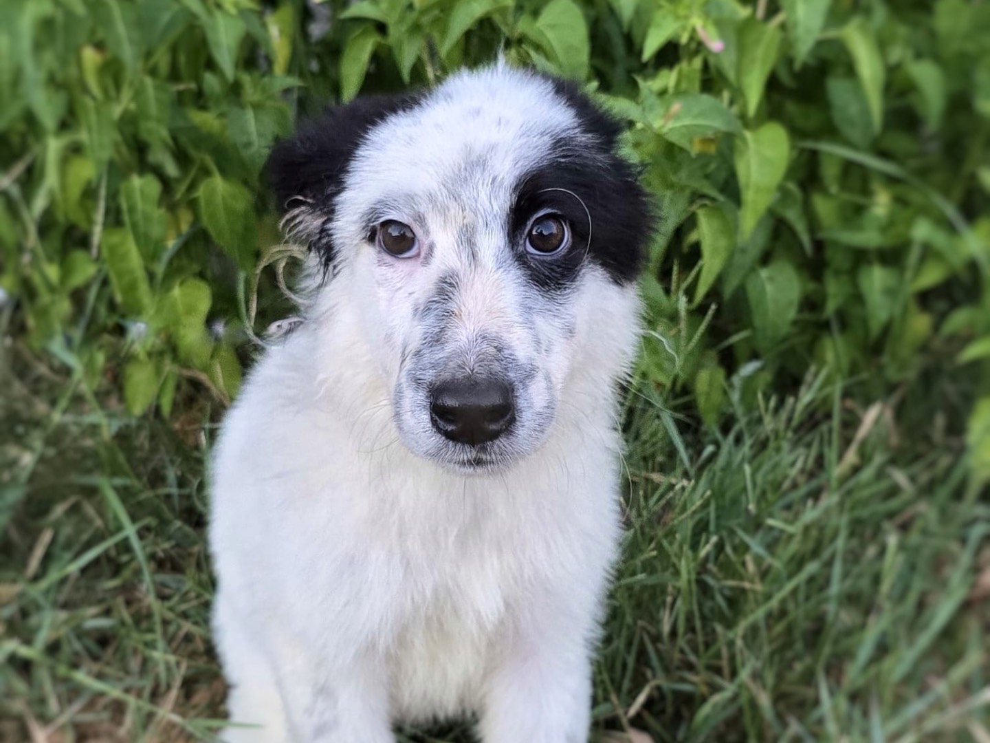 Adotta un cane, maschio, 3 mesi, Crotone