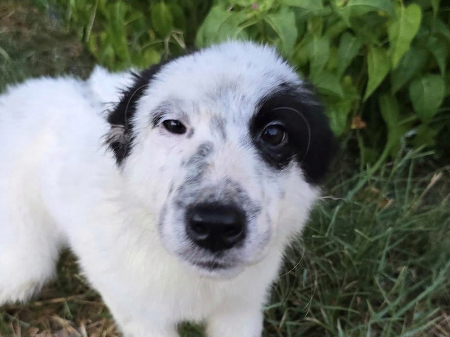 Adotta un cane, taglia media, maschio, Crotone