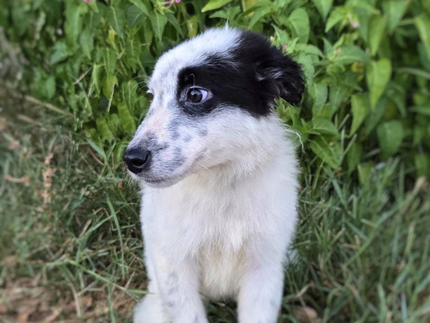 Vuoi adottare un cane a Crotone?