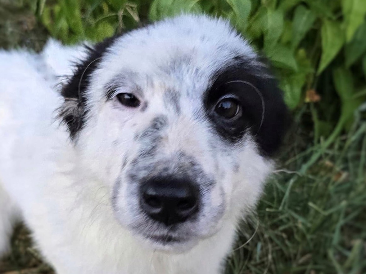 Adotta il cane Romolo  a Crotone
