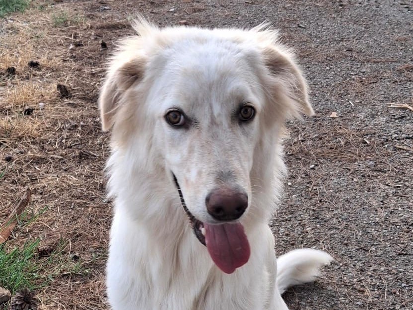 Adozione cane, maschio, Razza sconosciuta Razza sconosciuta, 8 mesi, taglia media, Crotone