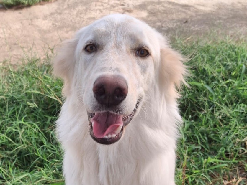Adotta un cane, maschio, 8 mesi, Crotone