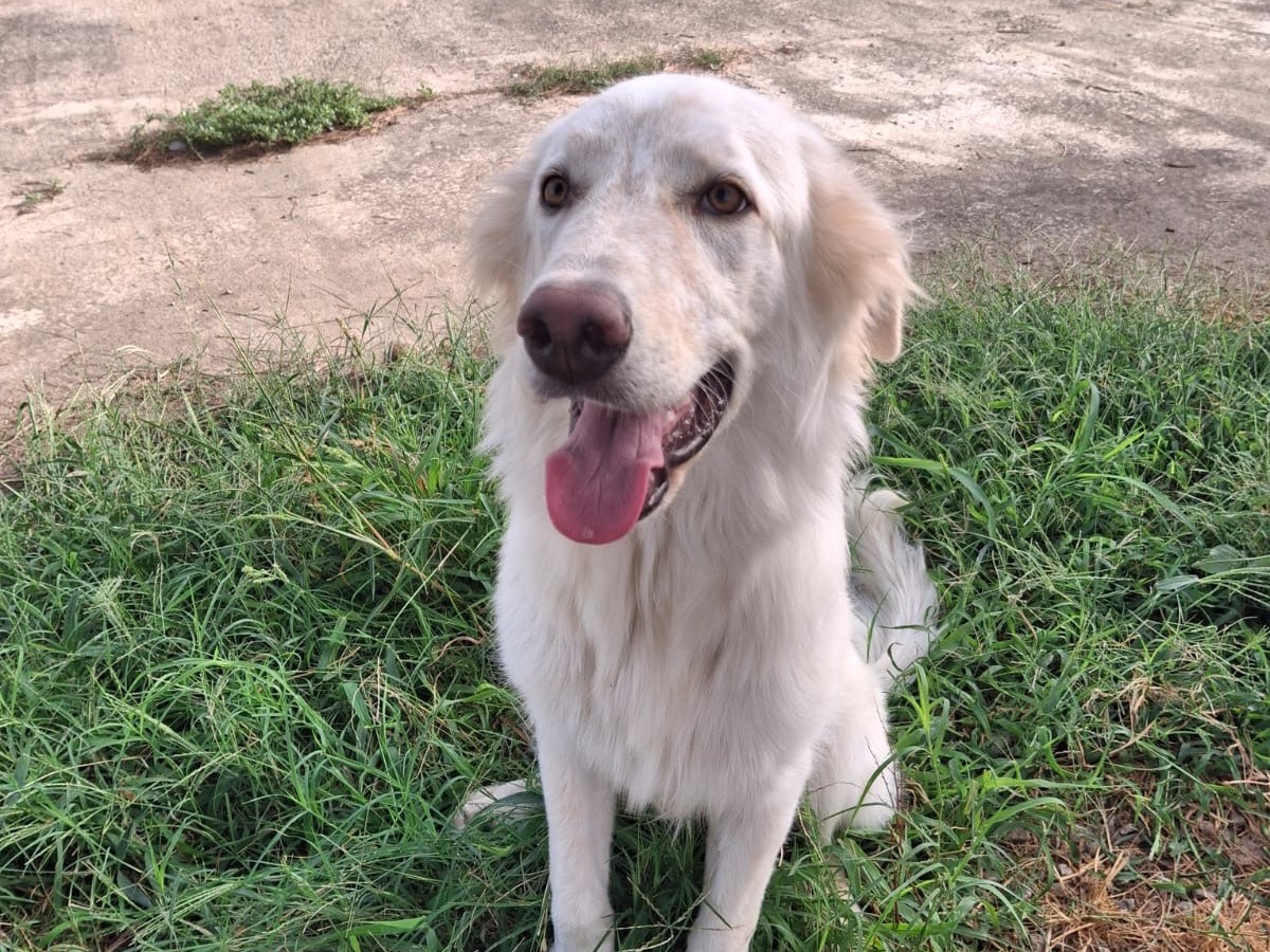 Adotta un cane, taglia media, maschio, Crotone
